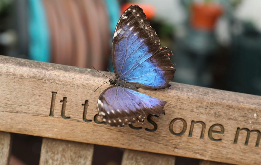 這是2018年4月14日在英國倫敦自然歷史博物館奇異蝴蝶展上拍攝的蝴蝶。新華社記者韓巖攝