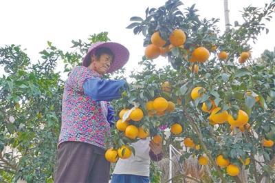 果凍橙搶“鮮”上市  園莊鎮打造鄉村振興特色產業基地
